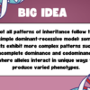 Codominance and Incomplete Dominance - Image 3